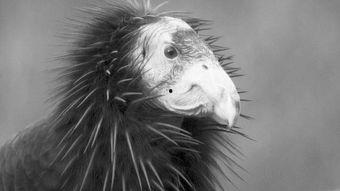 拯救南非濒危物种